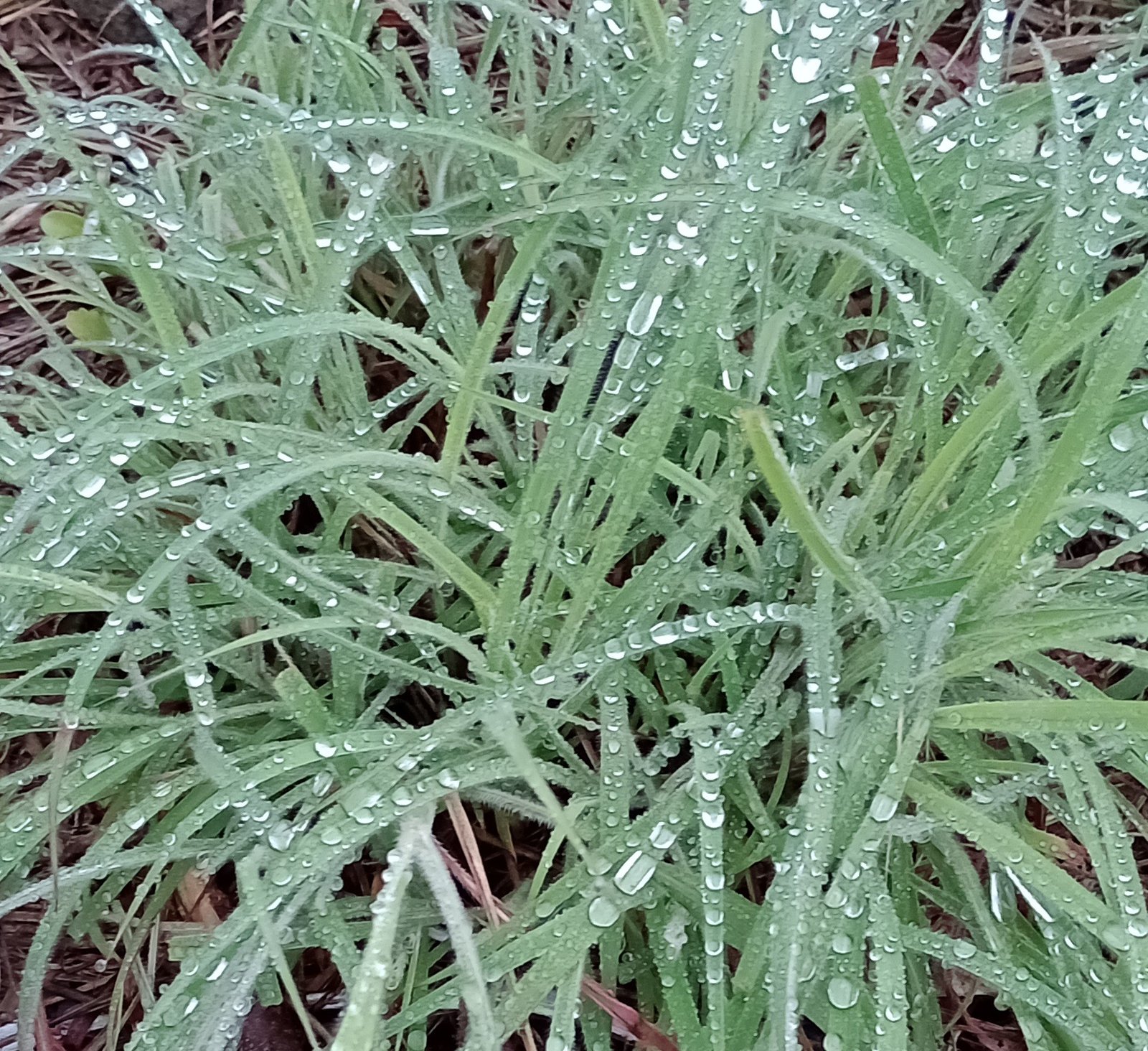 ODA A UNA LLUVIA ESPERADA