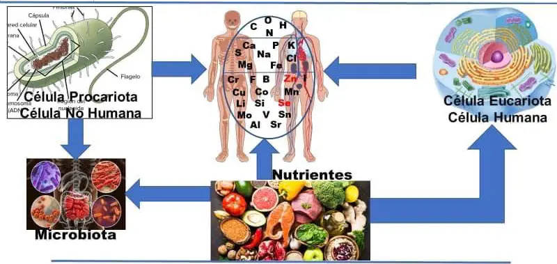 Mis amigas las bacterias y el fracaso de las dietas. Parte 1.