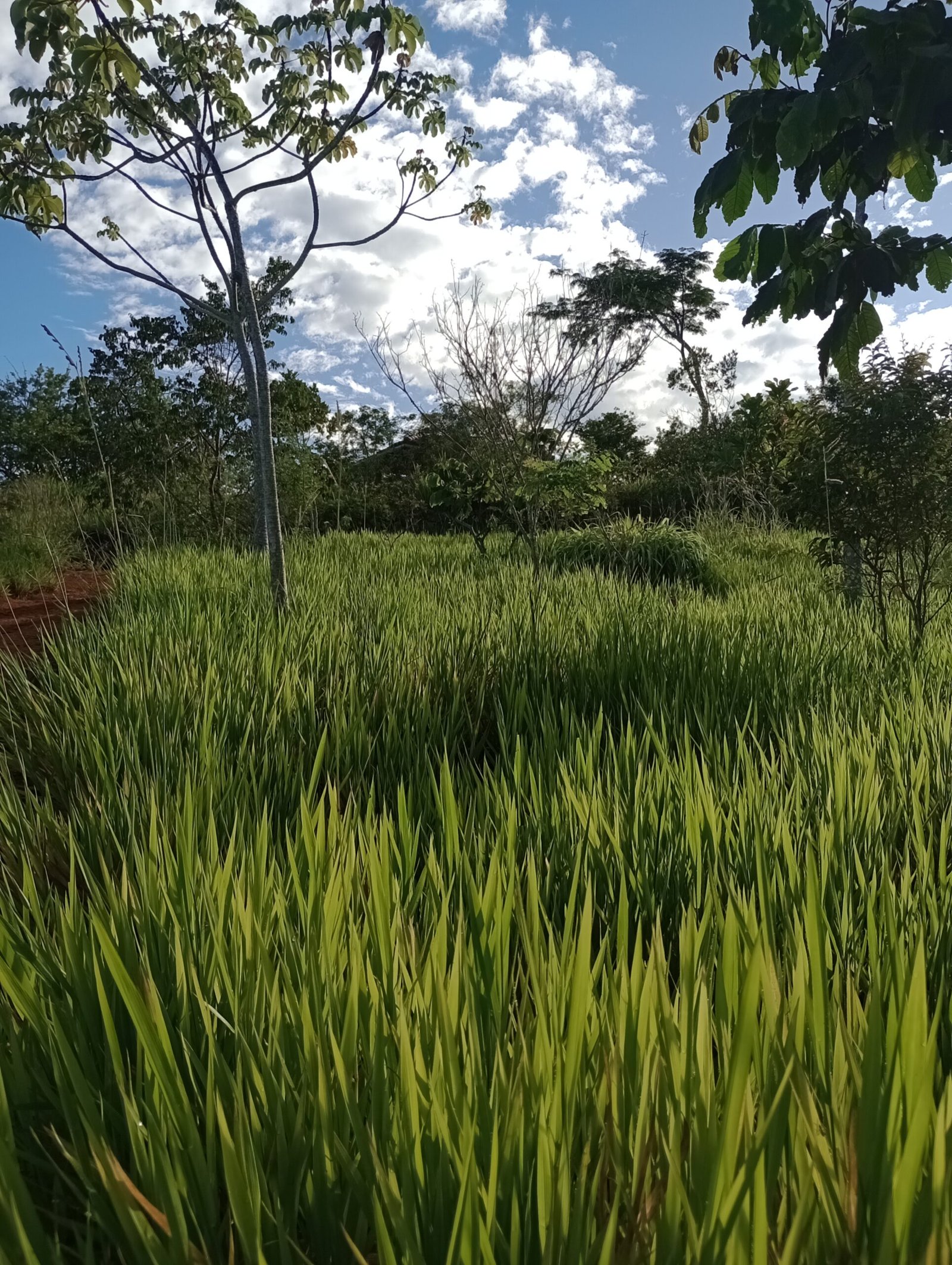 Quince años celebra el escenario natural mejor conservado en Barichara